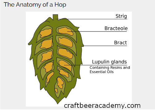 Anatomy of a hop cone.