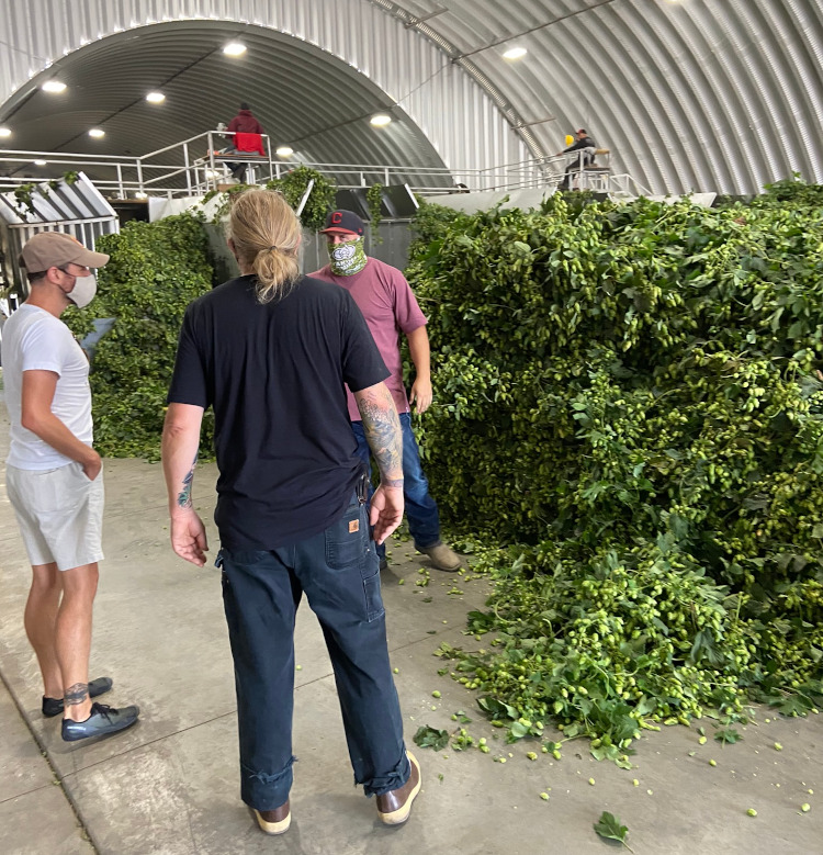 Getting the hops at Carpenter Ranches.
